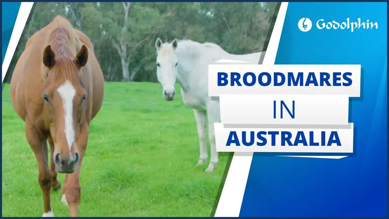Broodmares In Australia