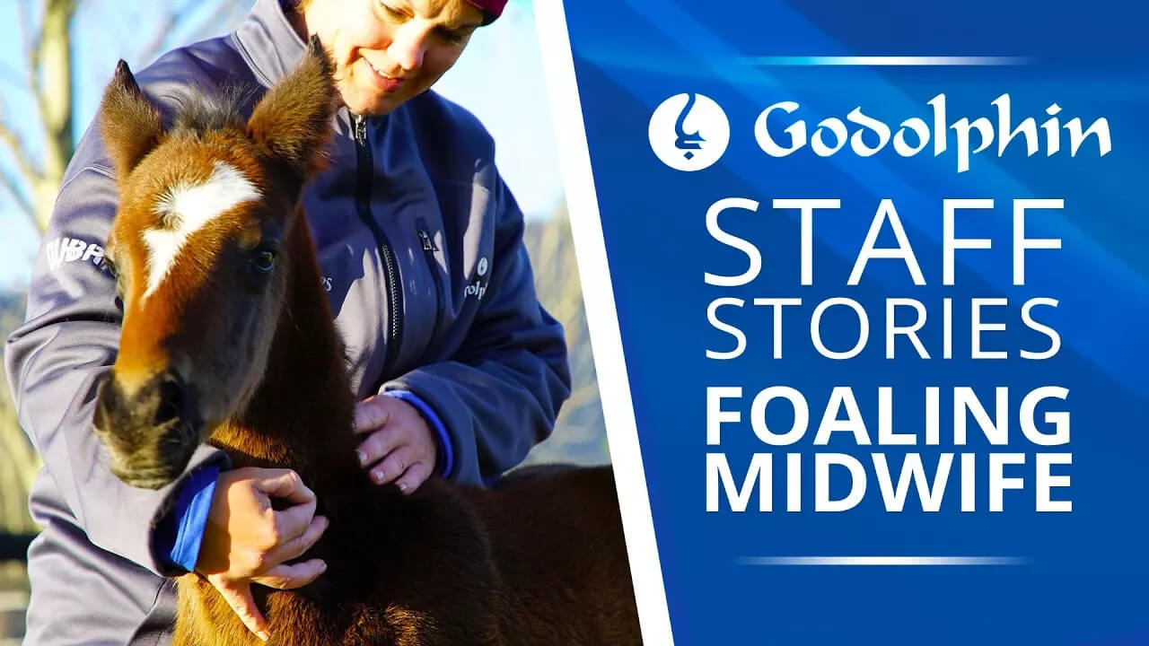 Staff Stories: Foaling Midwife